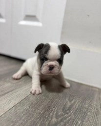 Pink Collar  puppies for sale