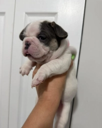 Pink Collar  puppies for sale
