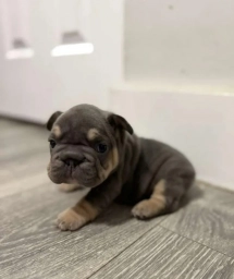 Green Collar  puppies for sale