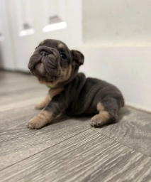 Green Collar  puppies for sale
