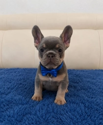Simon  puppies for sale