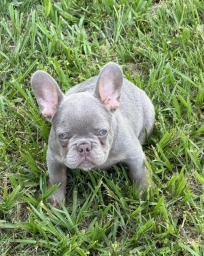 Larrs  puppies for sale