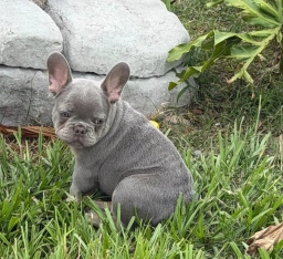 Larrs  puppies for sale
