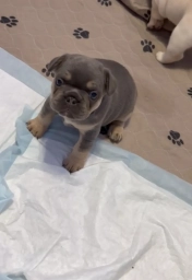 Mali  puppies for sale