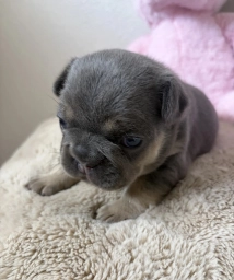 Mali  puppies for sale