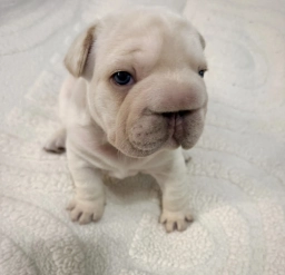 Morocco  puppies for sale