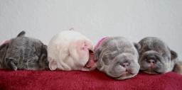 Morocco  puppies for sale