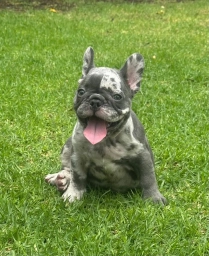 Shelby  puppies for sale