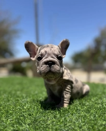 Violet  puppies for sale