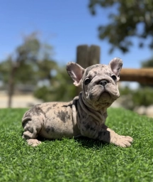 Violet  puppies for sale