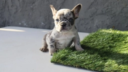 Frenchie female  puppies for sale