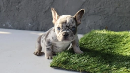 Frenchie female  puppies for sale