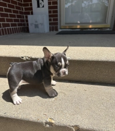 Sophie  puppies for sale