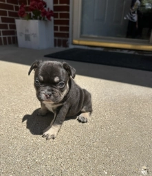 Bear  puppies for sale