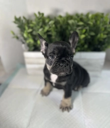 Ruby  puppies for sale