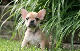 Cinderella  puppies for sale