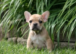 Cinderella  puppies for sale