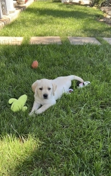 Ranger  puppies for sale