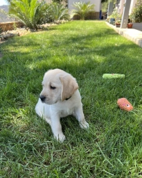 Ranger  puppies for sale