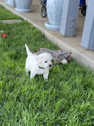 Max  puppies for sale