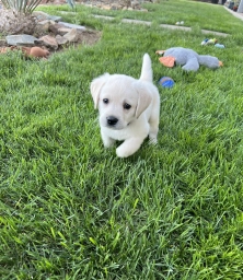 Max  puppies for sale