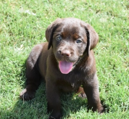 Hank  puppies for sale