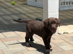 Bella  puppies for sale