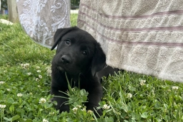 Candace  puppies for sale