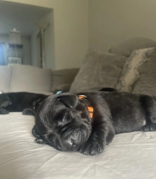 Orange Collar  puppies for sale