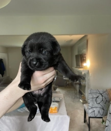 Orange Collar  puppies for sale