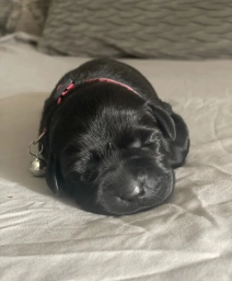 Pink Collars  puppies for sale