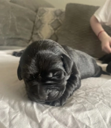 Grey Collars  puppies for sale