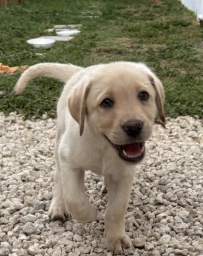 White Female 6  puppies for sale