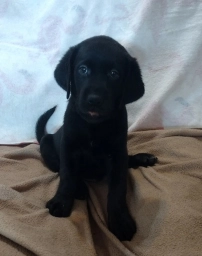 Thor AKC  puppies for sale