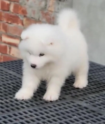 Samoyed puppies  puppies for sale