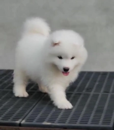 Samoyed puppies  puppies for sale