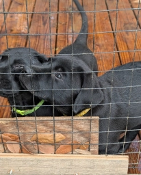 Ash  puppies for sale