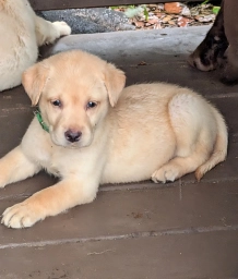 Dutchess  puppies for sale