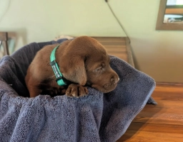 Mocha  puppies for sale