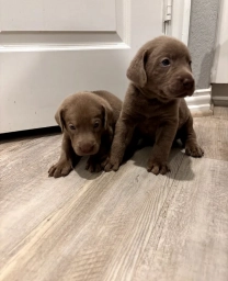 Archie  puppies for sale