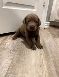 Archie  puppies for sale