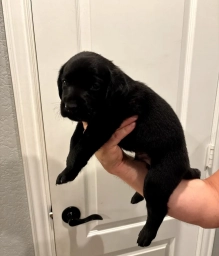 Dixie  puppies for sale