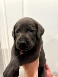 Blue  puppies for sale