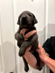 Stitch  puppies for sale