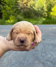 River  puppies for sale