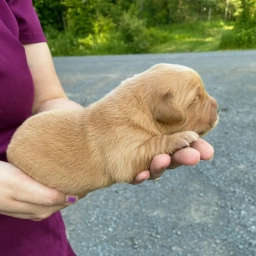 River  puppies for sale