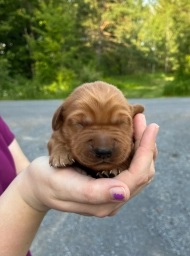 Finn  puppies for sale