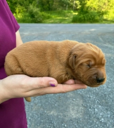 Finn  puppies for sale