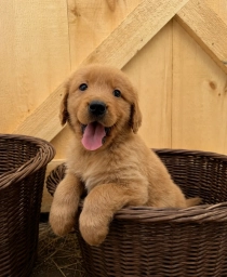 Gray boy  puppies for sale