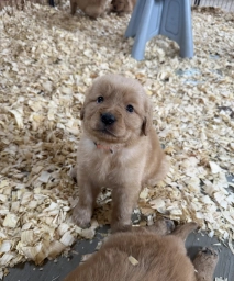 Orange boy  puppies for sale